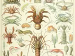 Illustration from Larousse : Crustaceans