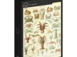 Illustration from Larousse : Crustaceans
