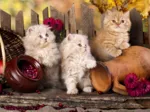 Persian Cats