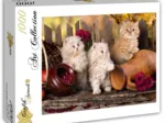 Persian Cats