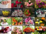 Collage - Flowers