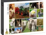 Collage - Farmyard Animals