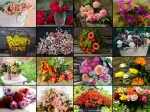 Collage - Flowers