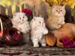Persian kittens
