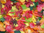 Autumn Leaves