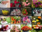 Collage - Flowers