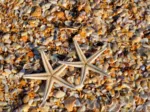 Muscheln und Seestern