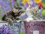 Kittens Kisses