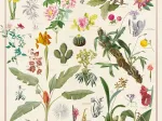 Muséum National d'Histoire Naturelle - Plants
