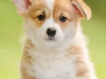 Adorable Corgi