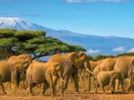 Panoramic Puzzle - Herd Of Elephants