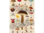 Mushroom Collage
