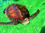 La Réunion - Tortue de Mer