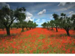 Field of Poppies