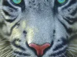 White Tiger