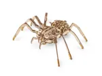 3D Wooden Jigsaw Puzzle - Spider