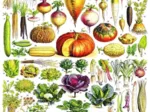 Vintage Images - Vegetables