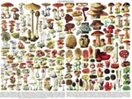 Mushrooms - Champignons