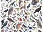 Birds of Eastern - Central North America