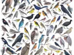 Birds of Western North America