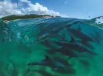 Bottlenose Dolphins