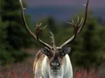 Spirit of the North