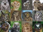 Owls and Owlets