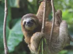 XXL Pieces - Three Toed Sloth
