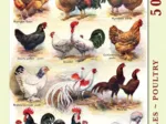 XXL Pieces - Poules - Poultry