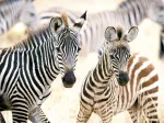 Young Zebras
