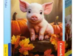 Cute Fall Piglet
