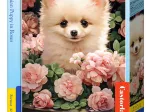 Pomeranian Puppy in Roses