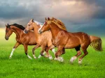 Horses in Spring Rush