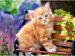 Ginger Kitten