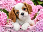 Pup in Pink Flowers