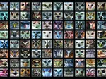 Collage - Owls