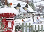 Robins in the Snow