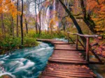 Forest Stream in Plitvice, Croatia