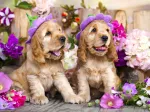 Spaniel Puppies with Flower Hats