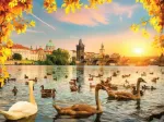 Swans near Charles Bridge