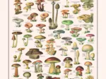 Mushrooms Puzzle