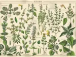 Vintage Nature - Plants