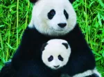 The Panda family