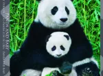 The Panda family
