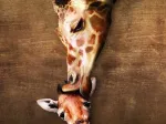 The mother Giraffe and its girafon