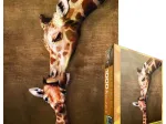 The mother Giraffe and its girafon