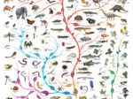 Evolution - the tree of life