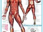 Muscular System