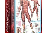 Muscular System