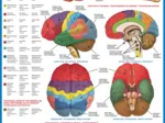 Jigsaw Puzzle - 1000 Pieces - The Brain